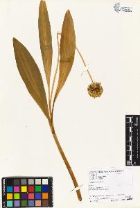 SW_BNB_s3070-04534_IMG-0000000001