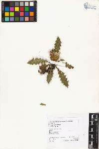 SW_BNB_s3070-04554_IMG-0000000001