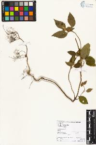 SW_BNB_s3070-04556_IMG-0000000001