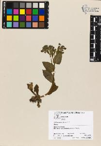 SW_BNB_s3070-04749_IMG-0000000001