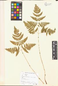 SW_BNB_s3070-04774_IMG-0000000001