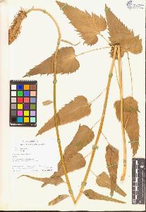 SW_BNB_s3070-05009_IMG-0000000001