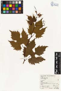 SW_BNB_s3070-05075_IMG-0000000001