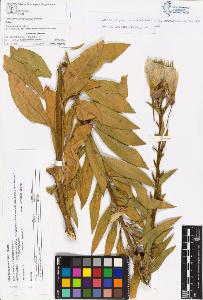 SW_BNB_s3070-05320_IMG-0000000001