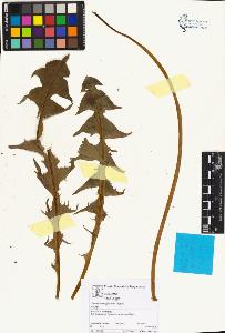 SW_BNB_s3070-05366_IMG-0000000001