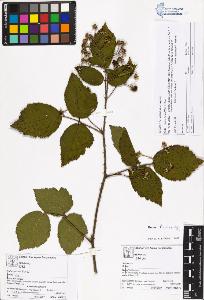 SW_BNB_s3070-05402_IMG-0000000001