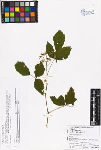SW_BNB_s3070-05403_IMG-0000000001