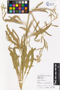 SW_BNB_s3070-05413_IMG-0000000001