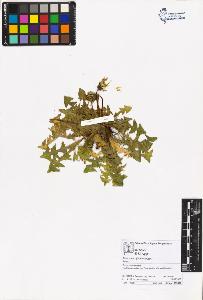 SW_BNB_s3070-05427_IMG-0000000001