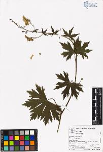 SW_BNB_s3070-05585_IMG-0000000001