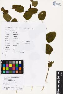 SW_BNB_s3070-05594_IMG-0000000001