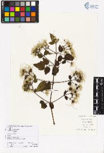 SW_BNB_s3070-05603_IMG-0000000001