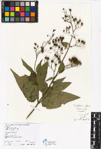 SW_BNB_s3070-05604_IMG-0000000001