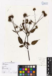 SW_BNB_s3070-05605_IMG-0000000001