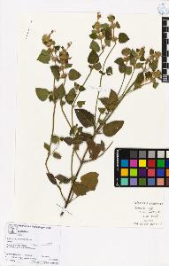 SW_BNB_s3070-05618_IMG-0000000001