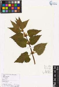 SW_BNB_s3070-05620_IMG-0000000001