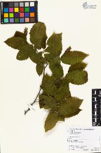SW_BNB_s3070-05701_IMG-0000000001
