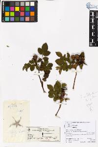 SW_BNB_s3070-05888_IMG-0000000001