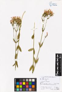 SW_BNB_s3070-06009_IMG-0000000001