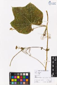SW_BNB_s3070-06038_IMG-0000000001