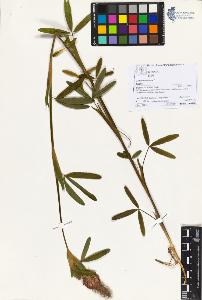SW_BNB_s3070-06061_IMG-0000000001