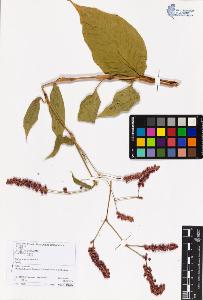 SW_BNB_s3070-06067_IMG-0000000001
