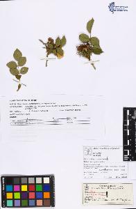 SW_BNB_s3070-06081_IMG-0000000001
