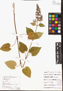 SW_BNB_s3070-06113_IMG-0000000001