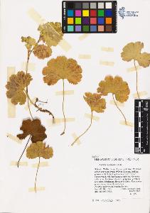 SW_BNB_s3070-06274_IMG-0000000001