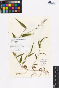 SW_BNB_s3070-06355_IMG-0000000001