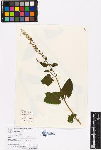 SW_BNB_s3070-06441_IMG-0000000001