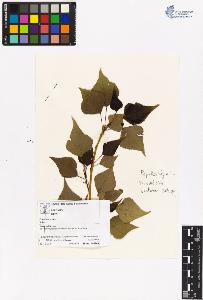 SW_BNB_s3070-06525_IMG-0000000001