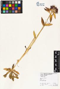 SW_BNB_s3070-06658_IMG-0000000001