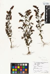 SW_BNB_s3070-06661_IMG-0000000001