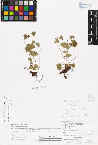 SW_BNB_s3070-06676_IMG-0000000001