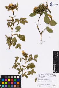 SW_BNB_s3070-06929_IMG-0000000001
