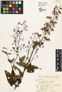 SW_BNB_s3080-00068_IMG-0000000001
