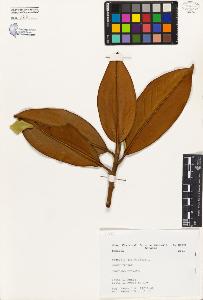 SW_BNB_s3080-00116_IMG-0000000001