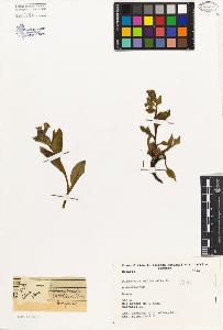 SW_BNB_s3080-00135_IMG-0000000001