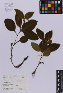 SW_BNB_s3080-00141_IMG-0000000001
