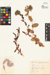 SW_BNB_s3080-00196_IMG-0000000001
