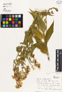 SW_BNB_s3080-00304_IMG-0000000001