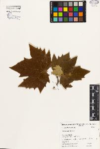 SW_BNB_s3080-00305_IMG-0000000001