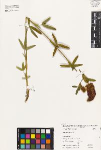 SW_BNB_s3080-00315_IMG-0000000001