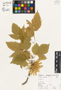 SW_BNB_s3080-00331_IMG-0000000001