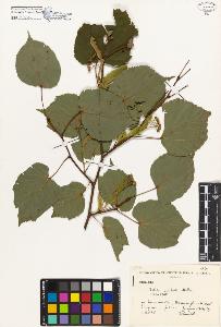 SW_BNB_s3080-00341_IMG-0000000001
