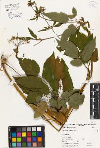 SW_BNB_s3080-00346_IMG-0000000001