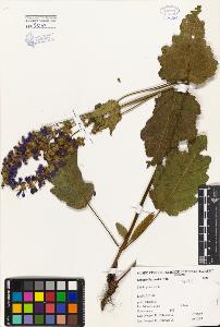 SW_BNB_s3080-00425_IMG-0000000001