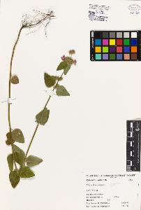 SW_BNB_s3080-00426_IMG-0000000001