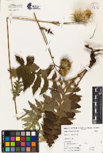 SW_BNB_s3080-00630_IMG-0000000001
